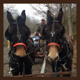 two mules