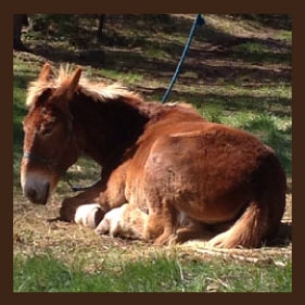 sleeping mule