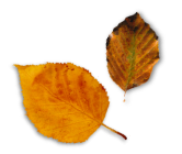 leaves
